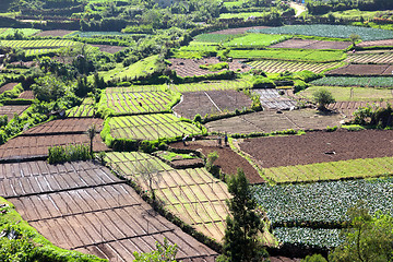 Image showing peasants in vegetable gardens in India