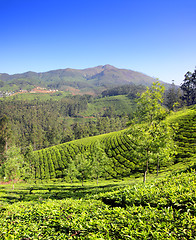 Image showing mountain tea plantation in India