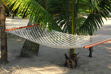 Image showing hammock under palms