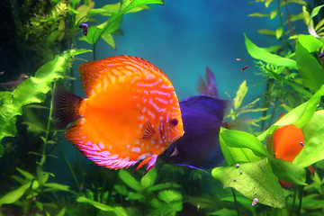 Image showing red discus fish in aquarium