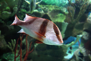 Image showing Lutjanus sebae - tropical fish 