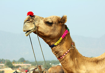 Image showing camel during festival in Pushkar