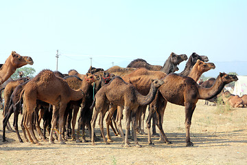 Image showing group of camels during festival in Pushkar