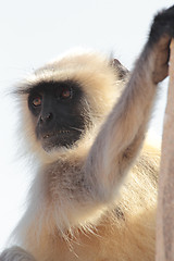 Image showing presbytis monkey