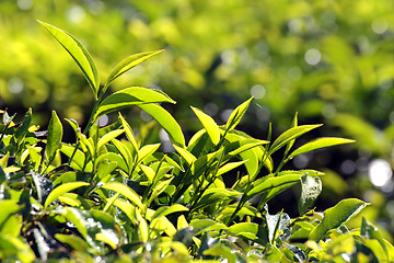 Image showing tea plants