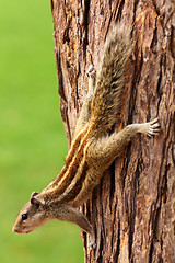 Image showing chipmunk sitting on tree