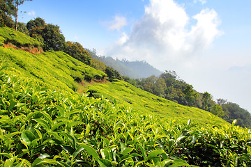 Image showing mountain tea plantation in India