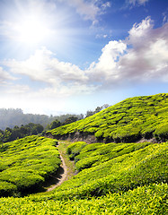 Image showing mountain tea plantation in India