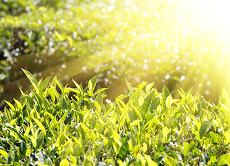 Image showing tea plants in sunbeams