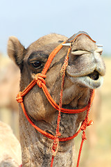 Image showing camel during festival in Pushkar