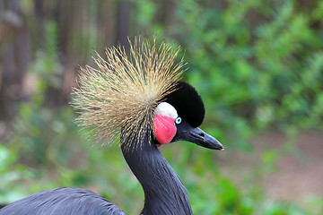 Image showing black crested heron