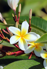 Image showing plumeria flowers closeup
