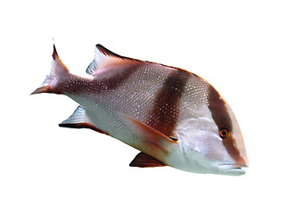 Image showing Lutjanus sebae - tropical fish