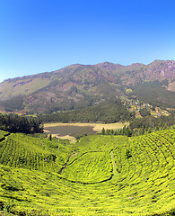 Image showing mountain tea plantation in India