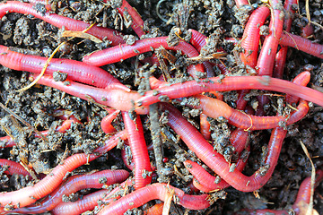 Image showing red worms in compost