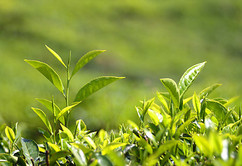 Image showing tea plants