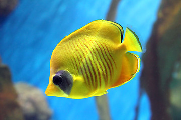 Image showing yellow butterfly-fish