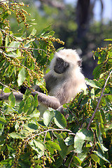 Image showing monkey eating fruits on tree