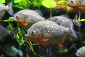 Image showing piranhas fish