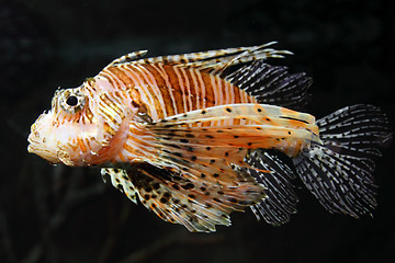 Image showing lionfish zebrafish underwater