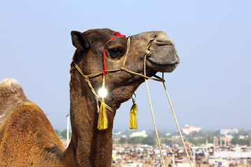 Image showing camel during festival in Pushkar