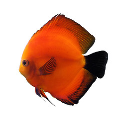 Image showing red discus fish