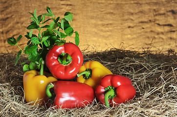 Image showing Bell Peppers