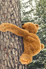 Image showing Toy bear climbing on a tree in forest