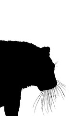 Image showing silhouette of tiger isolated on a white background