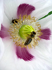 Image showing bee sitting on thebeautiful flower of white poppy