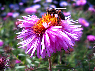 Image showing The bee sitting on the aster