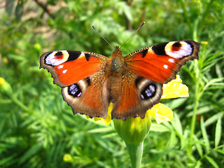 Image showing butterfly of peacock eye sitting on the flower