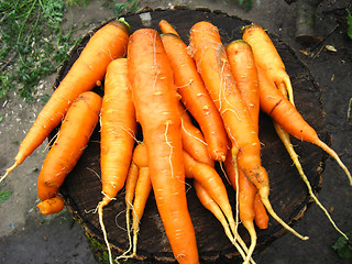 Image showing bunch of carrots