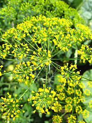 Image showing Fennel growing on a bed