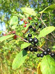 Image showing Branch with the wolf berries