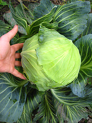 Image showing the hand and big head of ripe and green cabbage