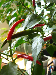 Image showing Red ripe decorative pepper