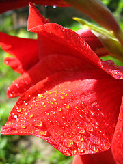 Image showing drops of water on the red petal of gladiolus