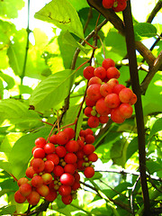 Image showing The harvest of red schizandra