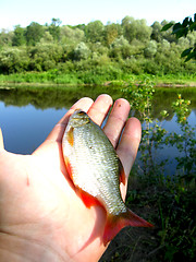 Image showing Beautiful rudd laying in the hand