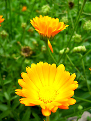 Image showing beautiful flower of yellow calendula