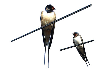 Image showing swallow sitting on the cable