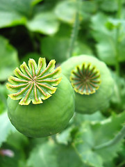 Image showing green heads of a poppy