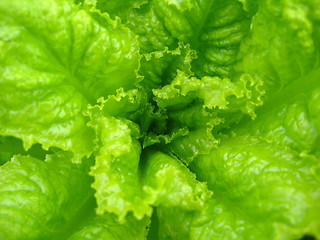 Image showing Green leaves of useful lettuce