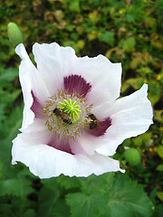 Image showing bees sitting on the flower of poppy