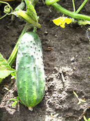 Image showing Fruit of a cucumber on a bed