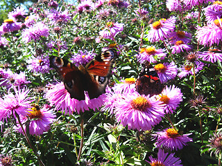 Image showing butterfly of peacock eye on the aster