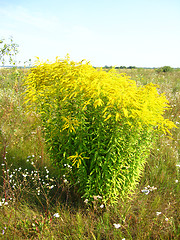 Image showing yellow flowers in the field