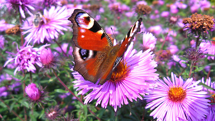 Image showing butterfly of peacock eye on the aster