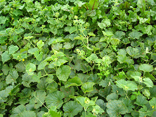 Image showing Green bed of the beet and pumpkin